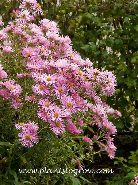 Nice large pink flowers. (September 24)